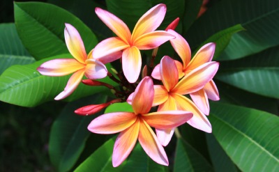 Hawaii flowers